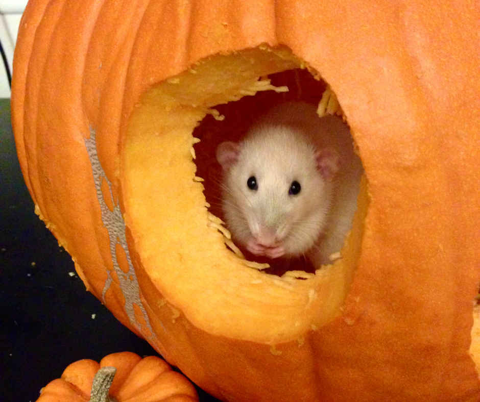 Mon Contrat Dératisation